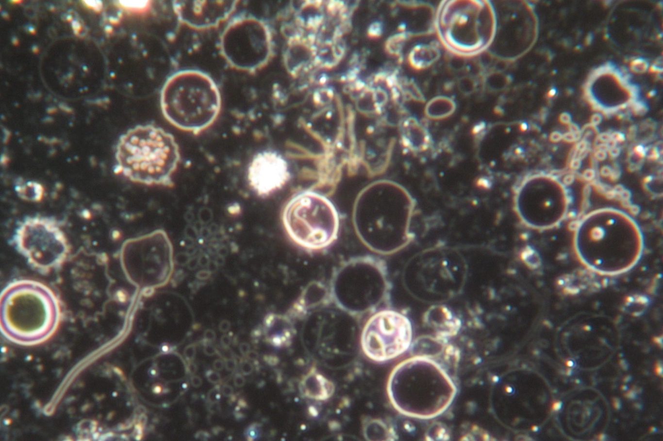 Heilpraktiker Uli Haberbosch - Dunkelfelddiagnostik Friedrichshafen Heilpraktiker Uli Haberbosch - Dunkelfeldmikroskopie Friedrichshafen